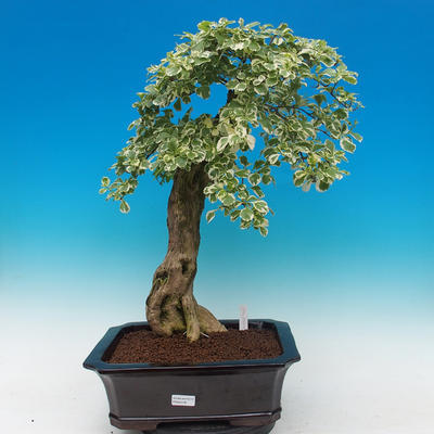Izbová bonsai - Durant variegata - 1