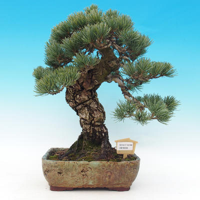 Vonkajšie bonsai - Borovica parviflora - Borovica drobnokvetá - 1