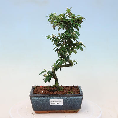 Vonkajší bonsai-Cotoneaster dammeri - Skalník Damerov - 1