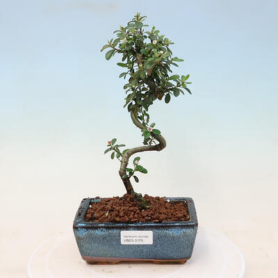 Vonkajší bonsai-Cotoneaster dammeri - Skalník Damerov - 1