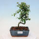 Vonkajší bonsai-Cotoneaster dammeri - Skalník Damerov - 1/3