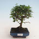 Pokojová bonsai - Carmona macrophylla - Čaj fuki 412-PB2191337 - 1/5