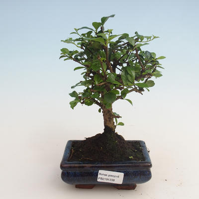 Pokojová bonsai - Carmona macrophylla - Čaj fuki 412-PB2191338 - 1