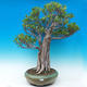Izbová bonsai - Ficus kimmen - malolistá fikus - 1/5