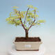 Vonkajší bonsai - Acer pal. Sango Kaku - Javor dlanitolistý - 1/4
