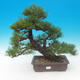 Pinus thunbergii - borovica thunbergova - 1/5