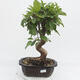 Vonkajší bonsai -Malus halliana - Maloplodé jabloň - 1/6