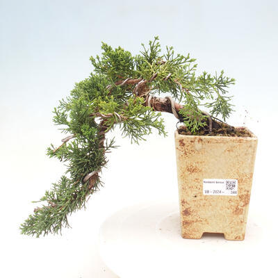 Vonkajší bonsai - Juniperus chinensis Kishu - Borievka čínska - 1