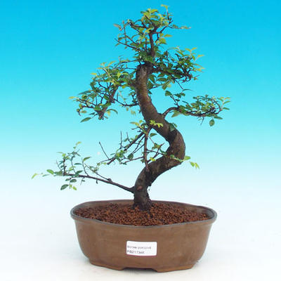 Izbová bonsai -Malolistý brest - P217346 - 1