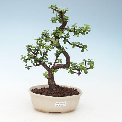 Pokojová bonsai - Portulakaria Afra - Tlustice 414-PB2191348 - 1