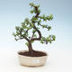 Pokojová bonsai - Portulakaria Afra - Tlustice 414-PB2191348 - 1/2