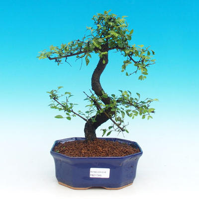 Izbová bonsai -Malolistý brest - P217349 - 1