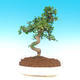 Izbová bonsai - Carmona macrophylla - čaj fuki - 1/5