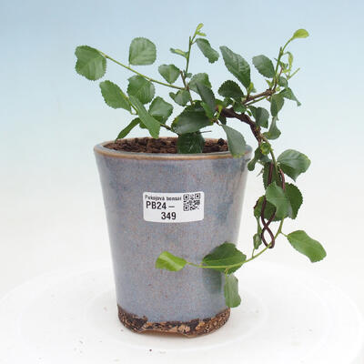 Izbová bonsai - Grewia occidentalis - Hviezdica levanduľová - 1