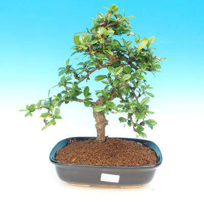 Izbová bonsai - Carmona macrophylla - čaj fuki - 1
