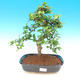 Izbová bonsai - Carmona macrophylla - čaj fuki - 1/5