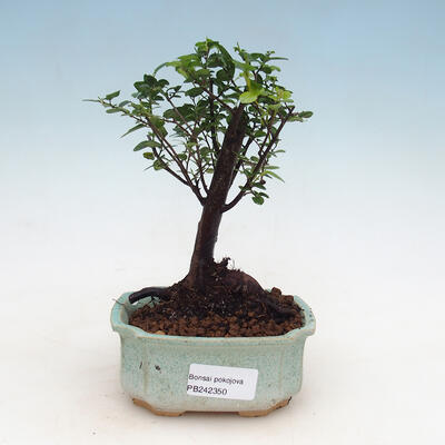 Izbová bonsai - Sagerécie thea - Sagerécie thea - 1