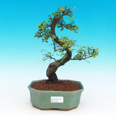 Izbová bonsai -Malolistý brest - P217351 - 1