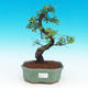 Izbová bonsai -Malolistý brest - P217351 - 1/3