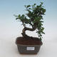 Izbové bonsai - Carmona macrophylla - Čaj fuki - 1/5