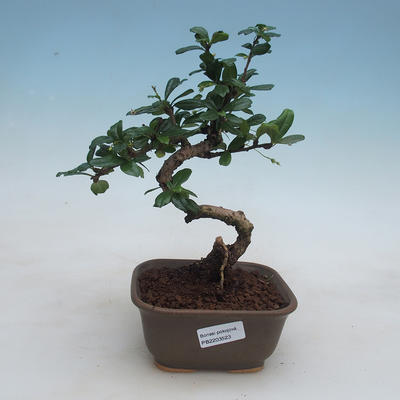 Izbové bonsai - Carmona macrophylla - Čaj fuki - 1
