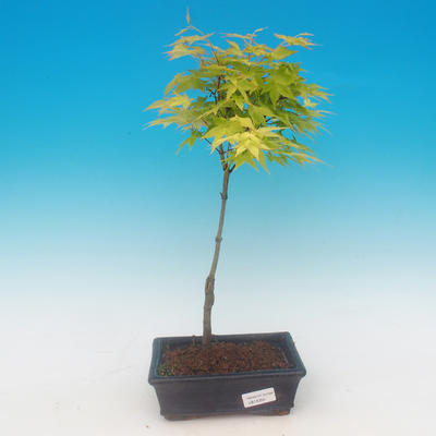 Acer palmatum aureum - Javor dlaňolistý zlatý - 1