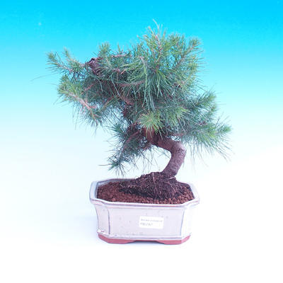 Izbová bonsai-Pinus halepensis-Borovica alepská