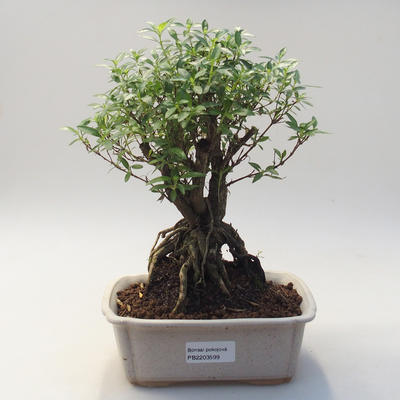 Izbová bonsai - Serissa foetida - Strom tisíce hviezd - 1