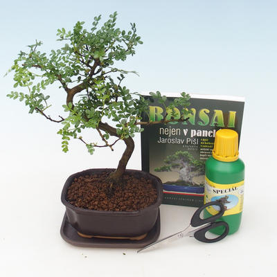 Izbová bonsai - Piepor