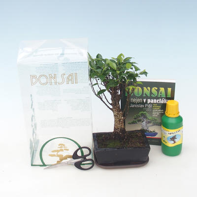 Izbová bonsai v darčekovej krabičke, Ficus retusa - Fikus malolistá