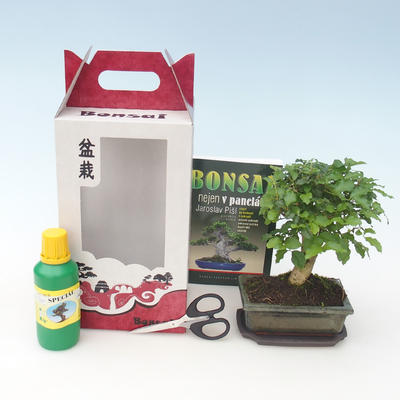 Izbová bonsai v darčekovej krabičke, Ligustrum chinensiss - Stále zelený vtáčí zob