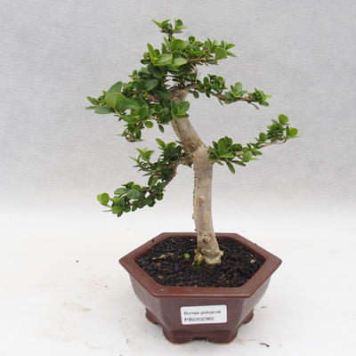 Izbová bonsai - PREMNA microphylla - Kozlovoň malolistá - 1