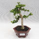 Izbová bonsai - PREMNA microphylla - Kozlovoň malolistá - 1/4
