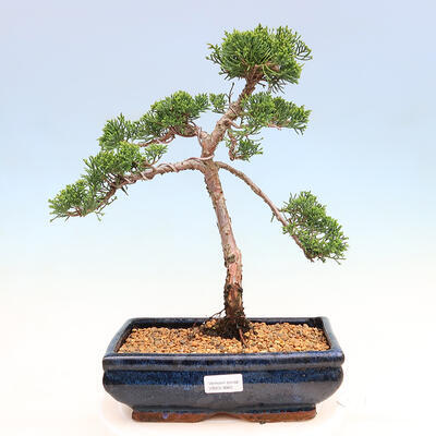 Vonkajší bonsai - Juniperus chinensis Kishu-Jalovec čínsky - 1