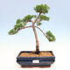 Vonkajší bonsai - Juniperus chinensis Kishu-Jalovec čínsky - 1/2