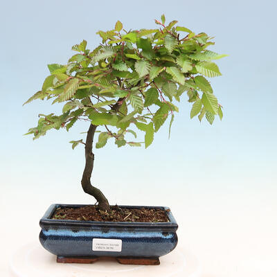 Vonkajší bonsai - Hrab obyčajný - Carpinus betulus