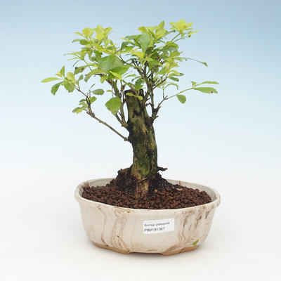 Pokojová bonsai - Duranta erecta Aurea 414-PB2191367 - 1