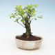 Pokojová bonsai - Duranta erecta Aurea 414-PB2191367 - 1/3