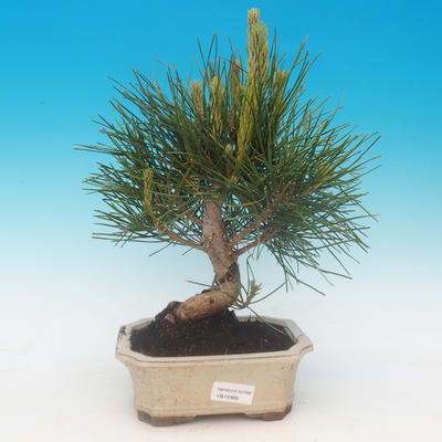 Pinus thunbergii - borovica thunbergova