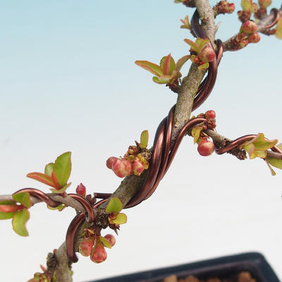 Vonkajšie bonsai - Chaneomeles japonica - Dulovec japonský - 1