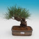 Pinus thunbergii - borovica thunbergova - 1/4