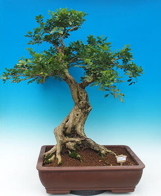 Izbová bonsai- Muraya paniculata - 1