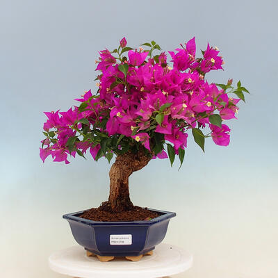 Izbová bonsai - Bouganwilea - 1