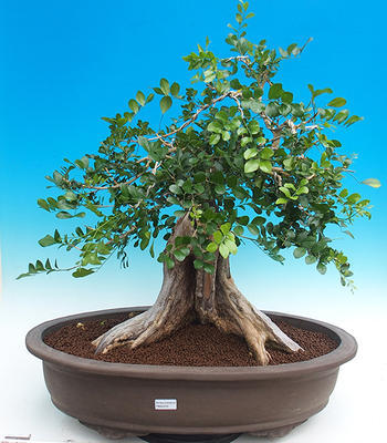 Izbová bonsai- Muraya paniculata - 1