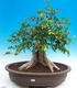 Izbová bonsai- Muraya paniculata - 1/6