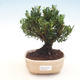 Izbová bonsai - Buxus harlandii -korkový buxus - 1/4