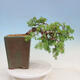 Vonkajší bonsai -Larix decidua - Smrekovec opadavý - 1/4