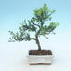 Izbová bonsai - Ilex crenata - Cezmína - 1/3