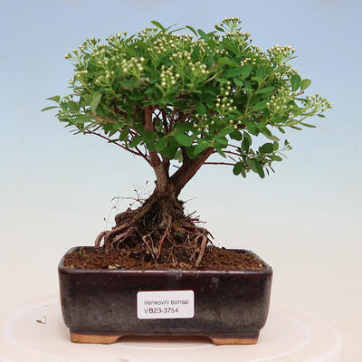 Vonkajší bonsai -malolistý tavoľník - Spiraea japonica MAXIM - 1