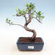 Izbová bonsai - Ficus kimmen - malolistá fikus - 1/2